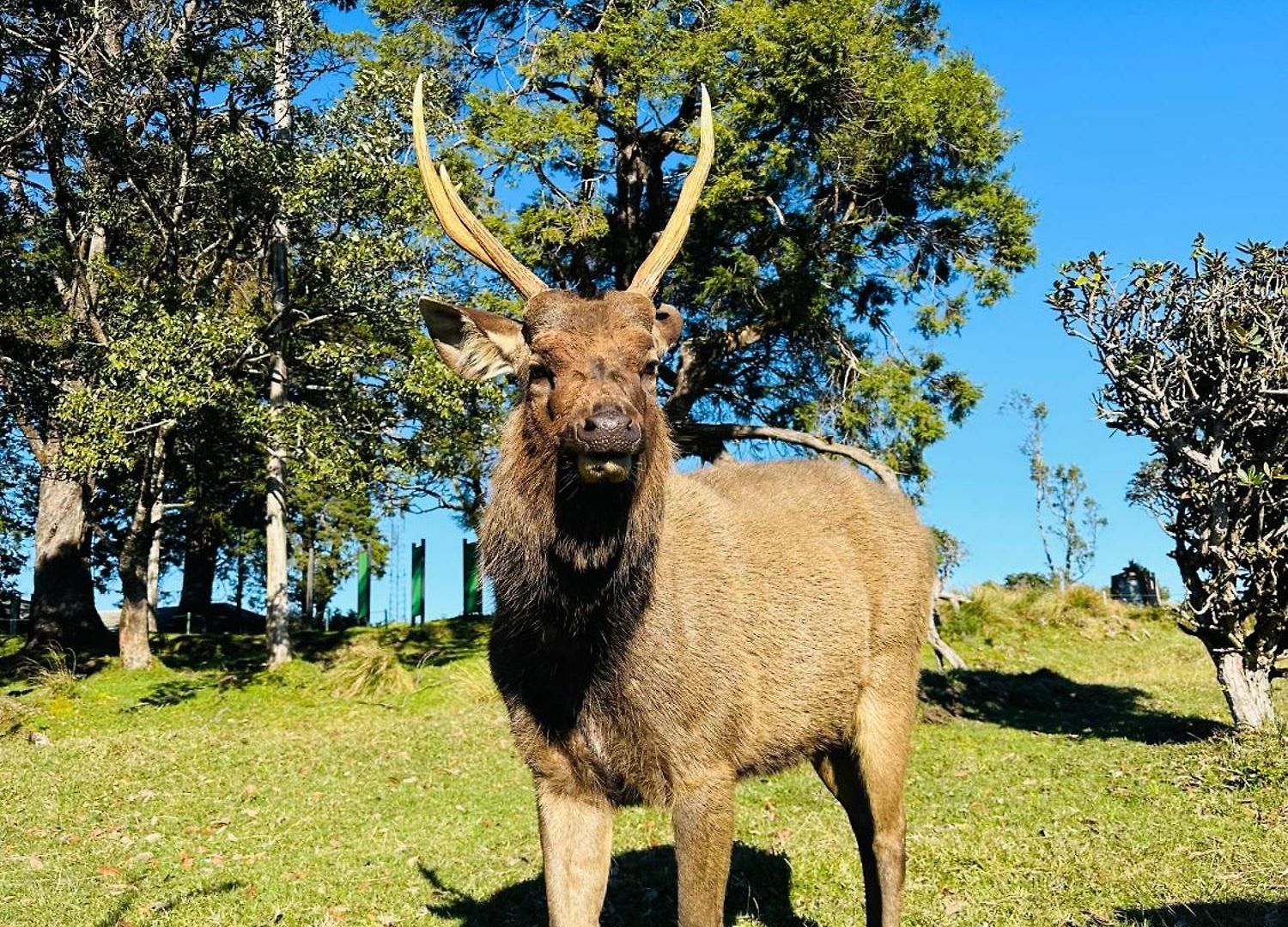 The Cottage Ambewela - Discover Horton Plains & Ella Train Journey *