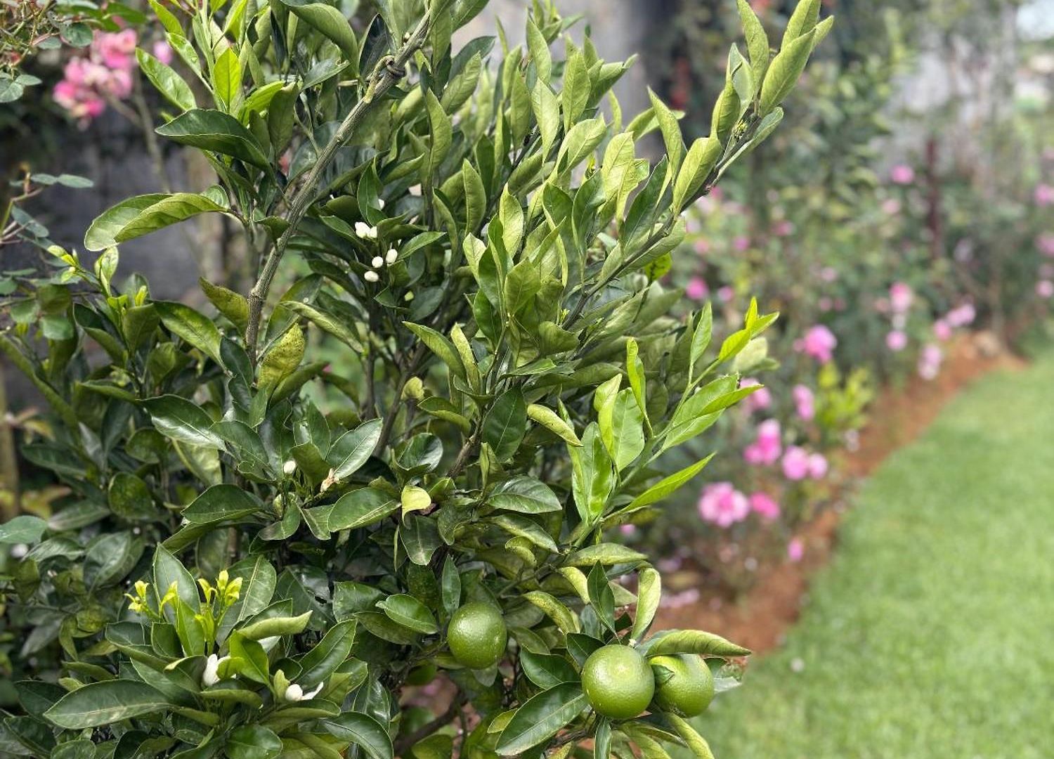 Atulya Nuwara Eliya