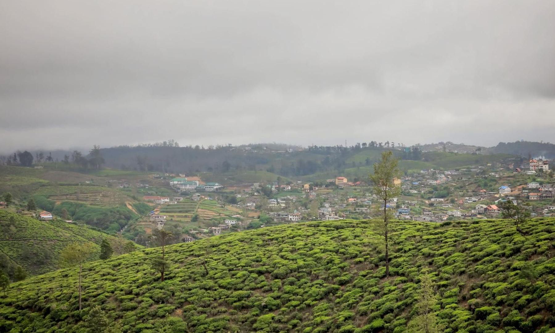 The Mount View Single Tree Nuwara Eliya