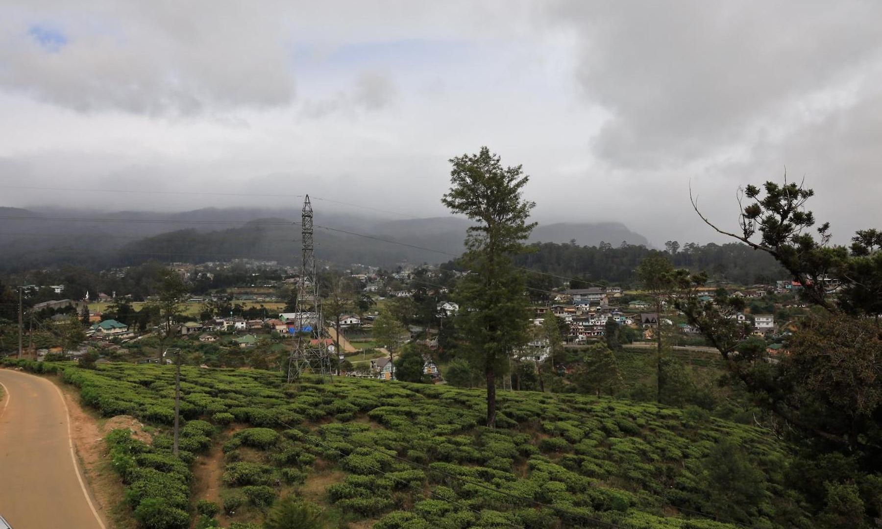 The Mount View Single Tree * Nuwara Eliya