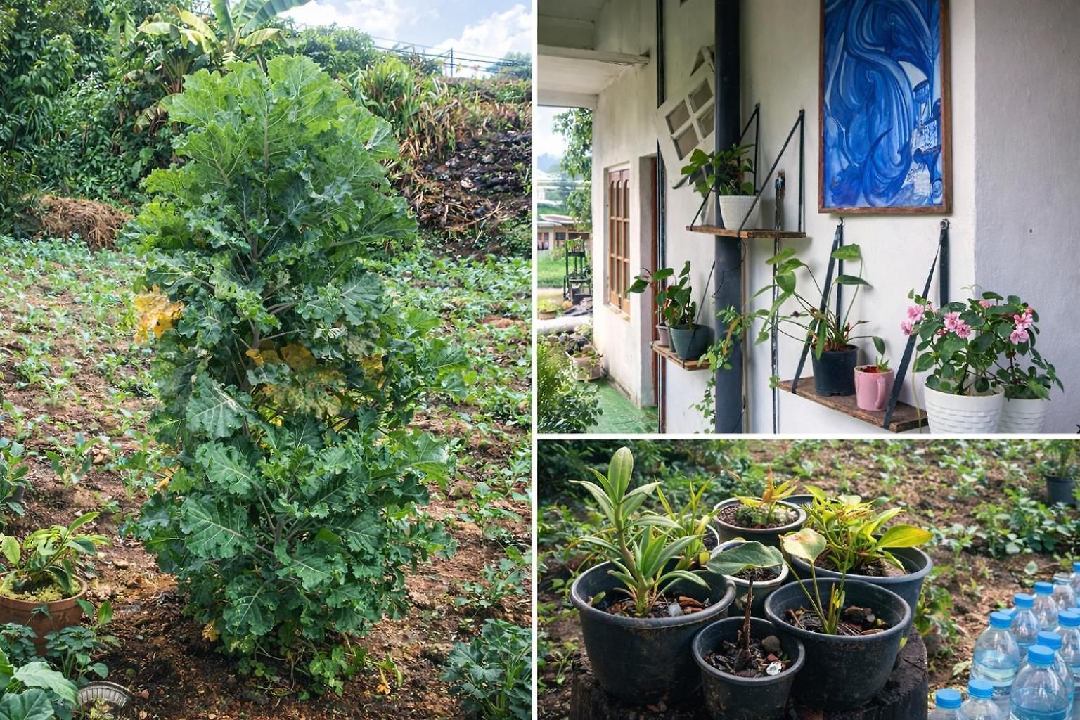 Homestay Tea Junction