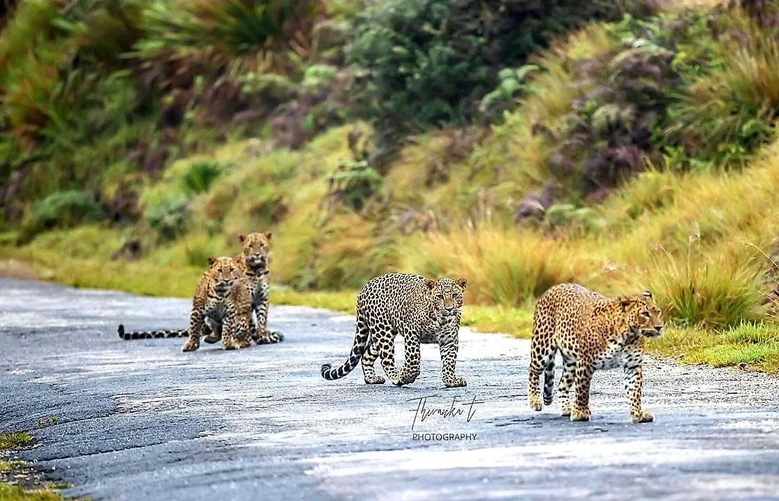 Hotel Ambewela Rangers 4*