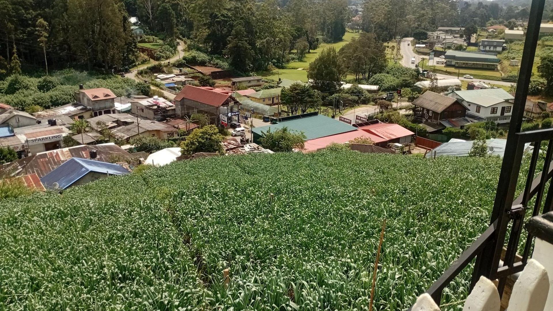 Morning Mist Nuwara Eliya