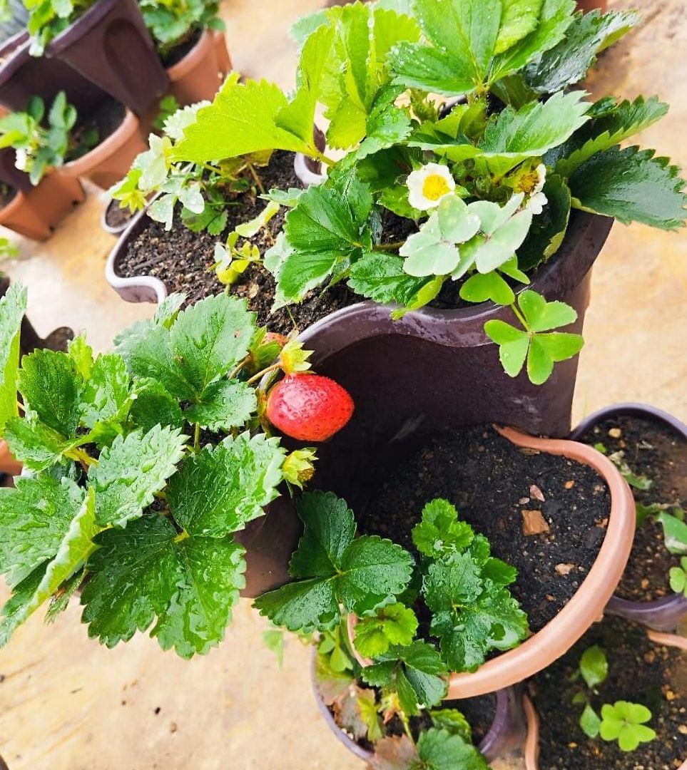 Holiday home Strawberry *