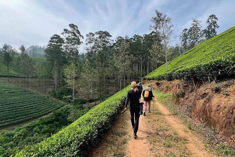 Evermist * Nuwara Eliya
