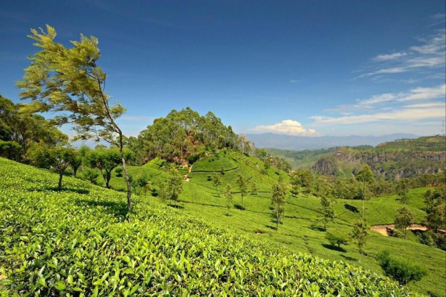 Guest house Evermist Nuwara Eliya