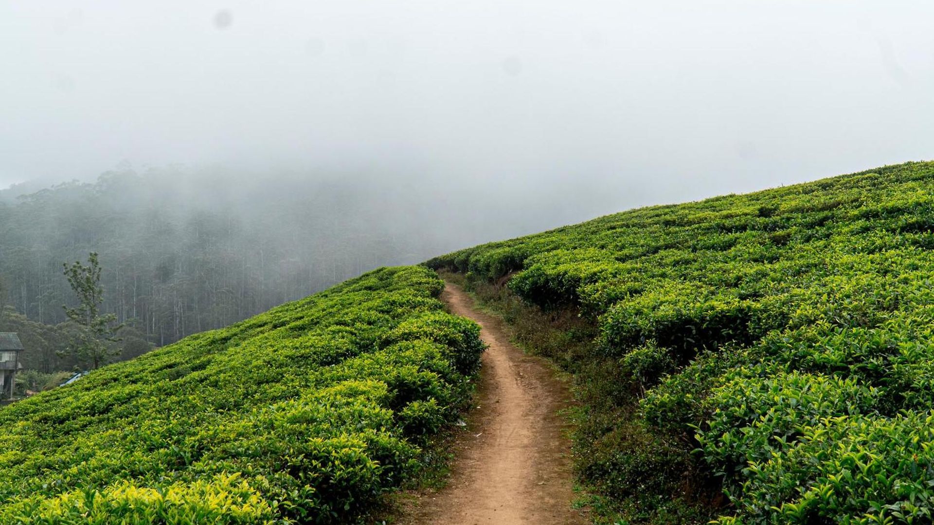 Hillcroft * Nuwara Eliya