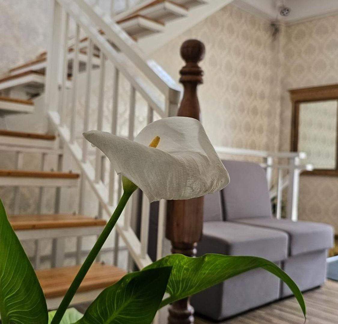 Hotel Bonavista