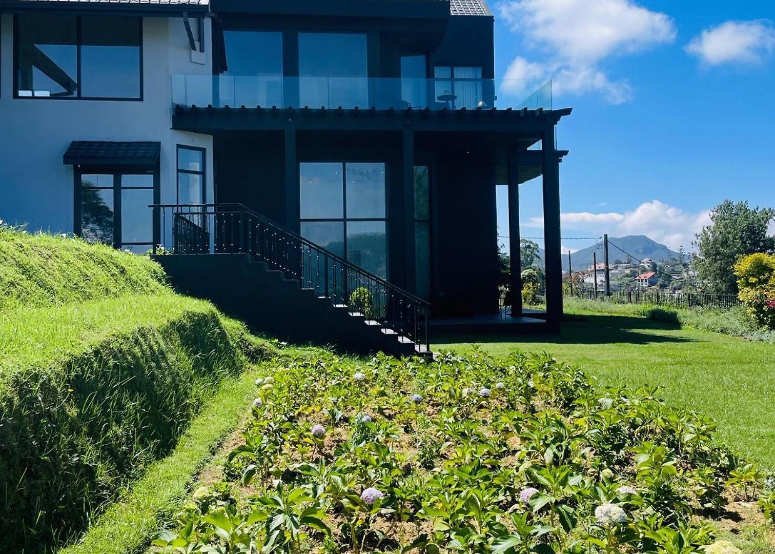 Villa Tea Plant *