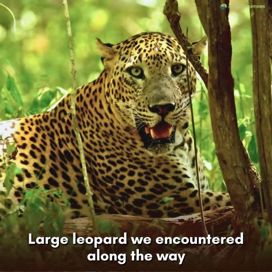 Ambewela Rangers