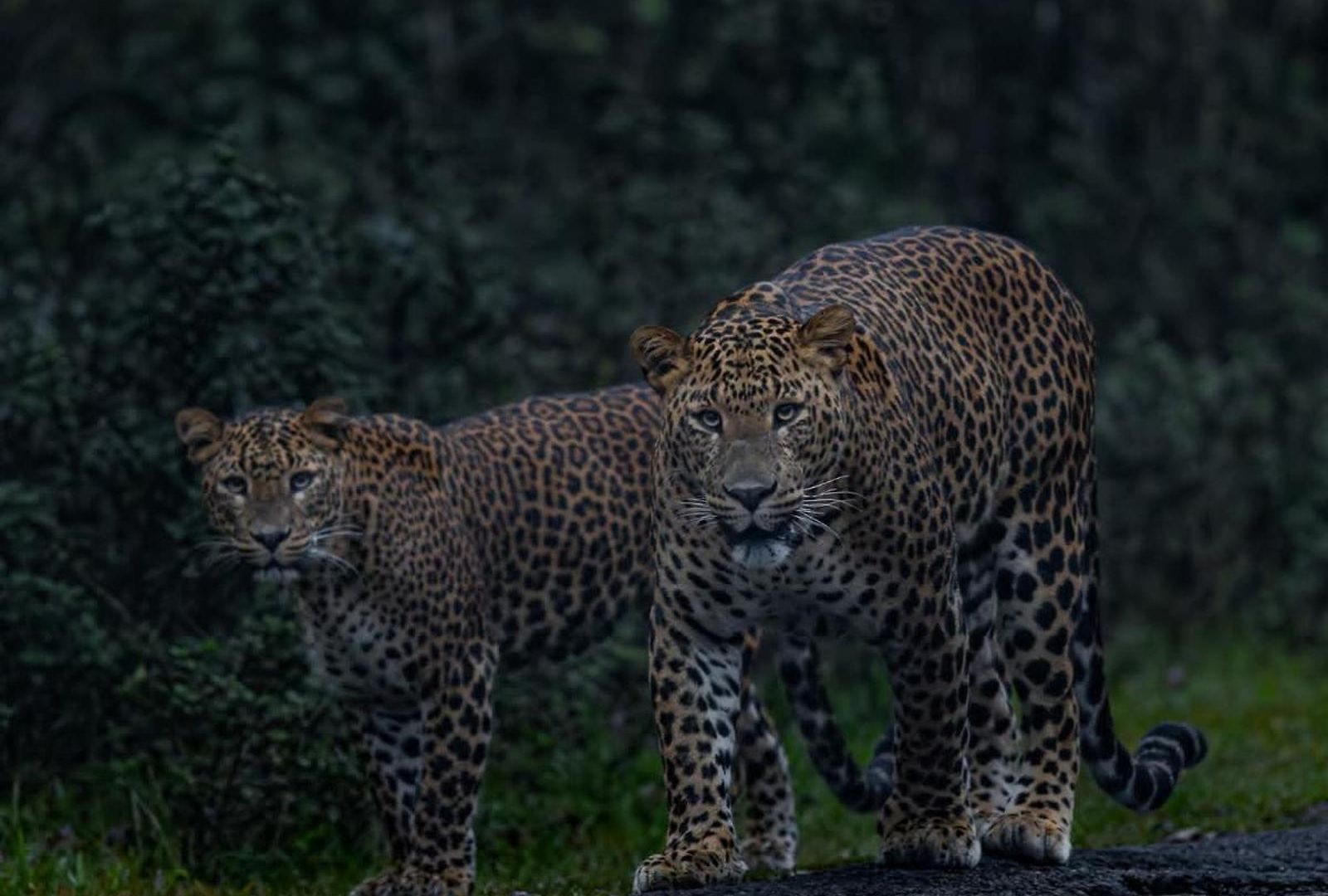 Ambewela Rangers Nuwara Eliya