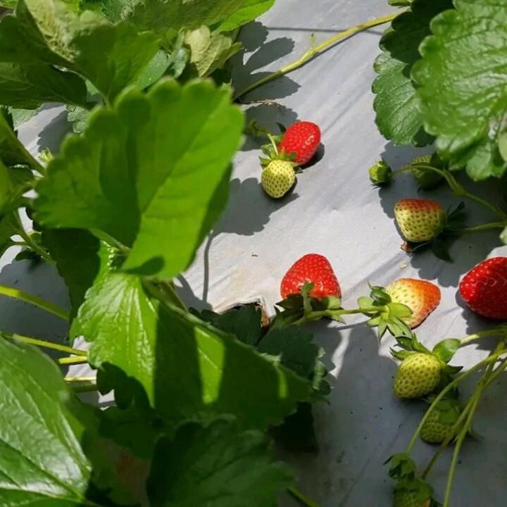 Strawberry Holiday home