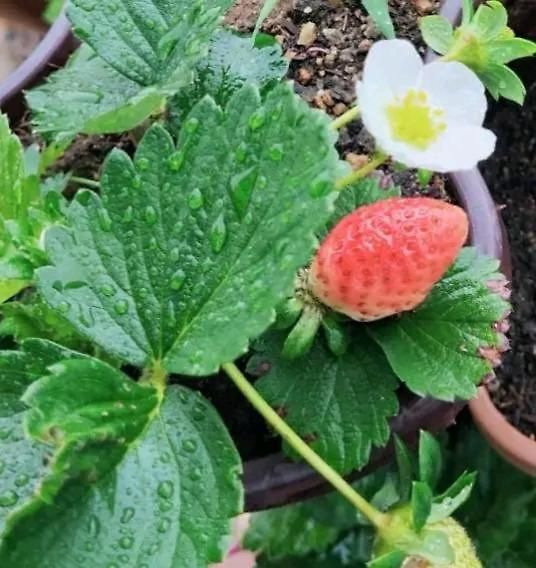 Strawberry *