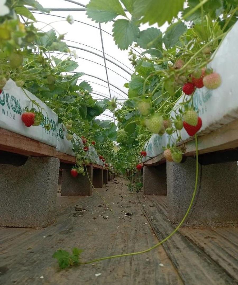 Holiday home Strawberry *