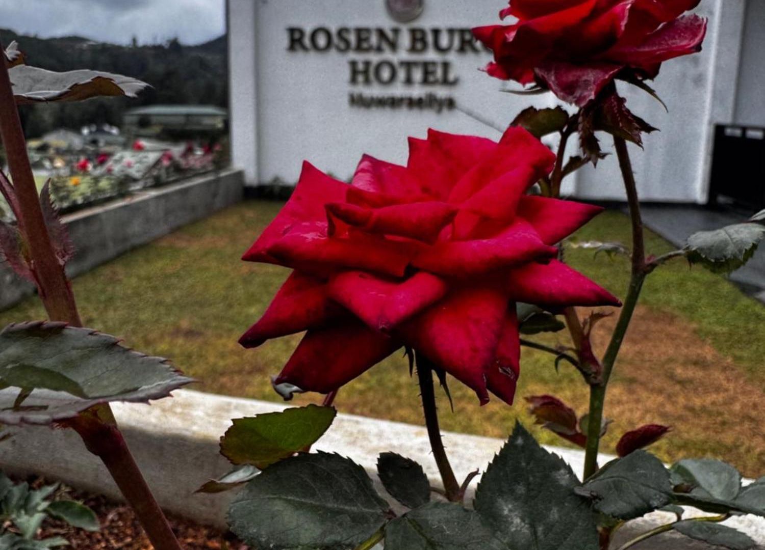 Rosen Burge Nuwaraeliya