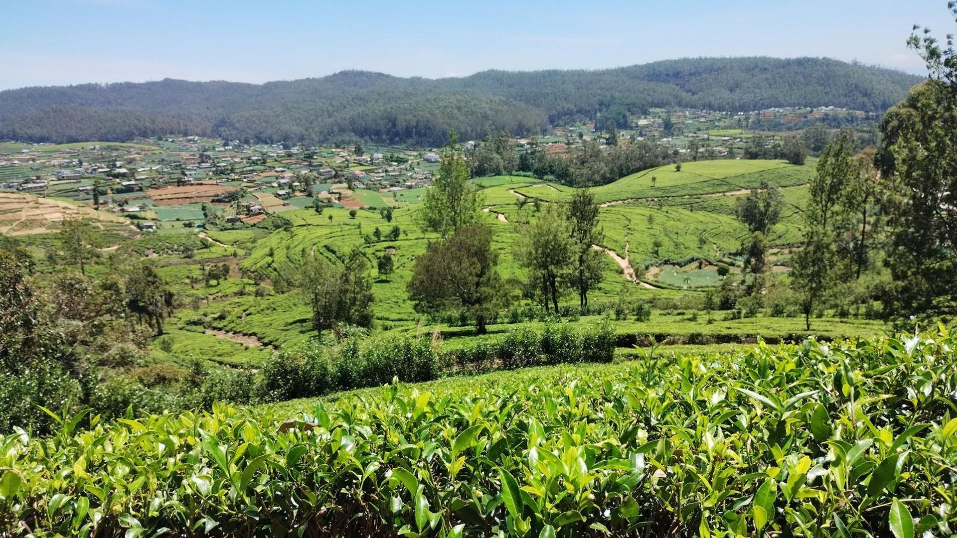 Rs Mountain Nuwara Eliya