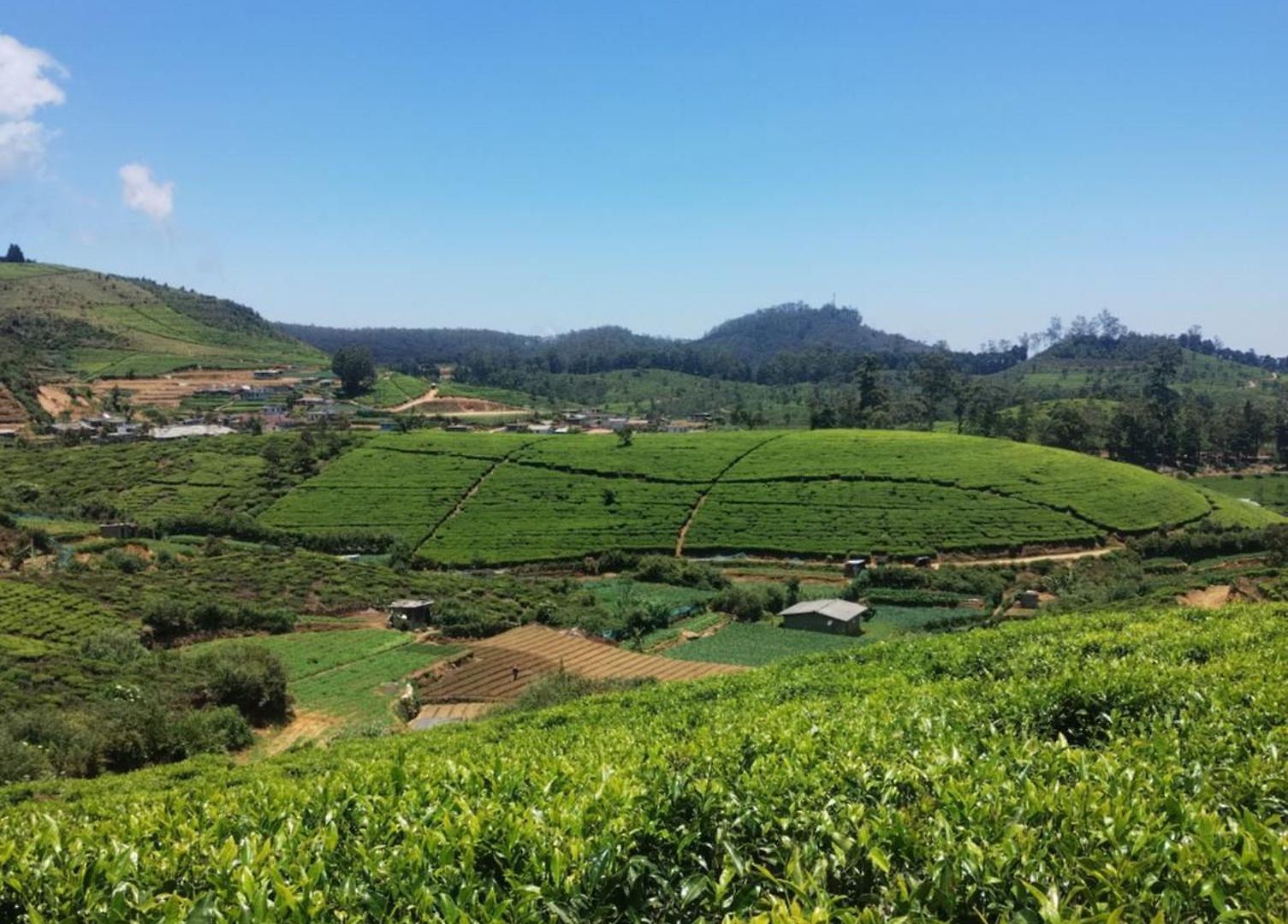 Rs Mountain * Nuwara Eliya