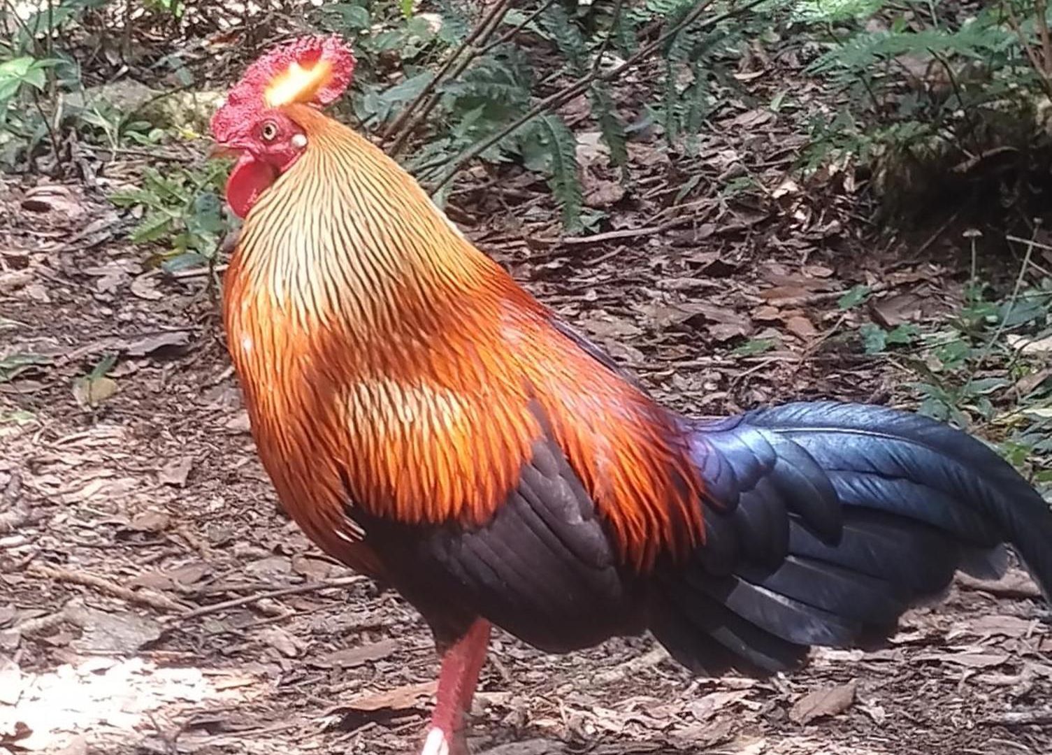 Rs Mountain Nuwara Eliya