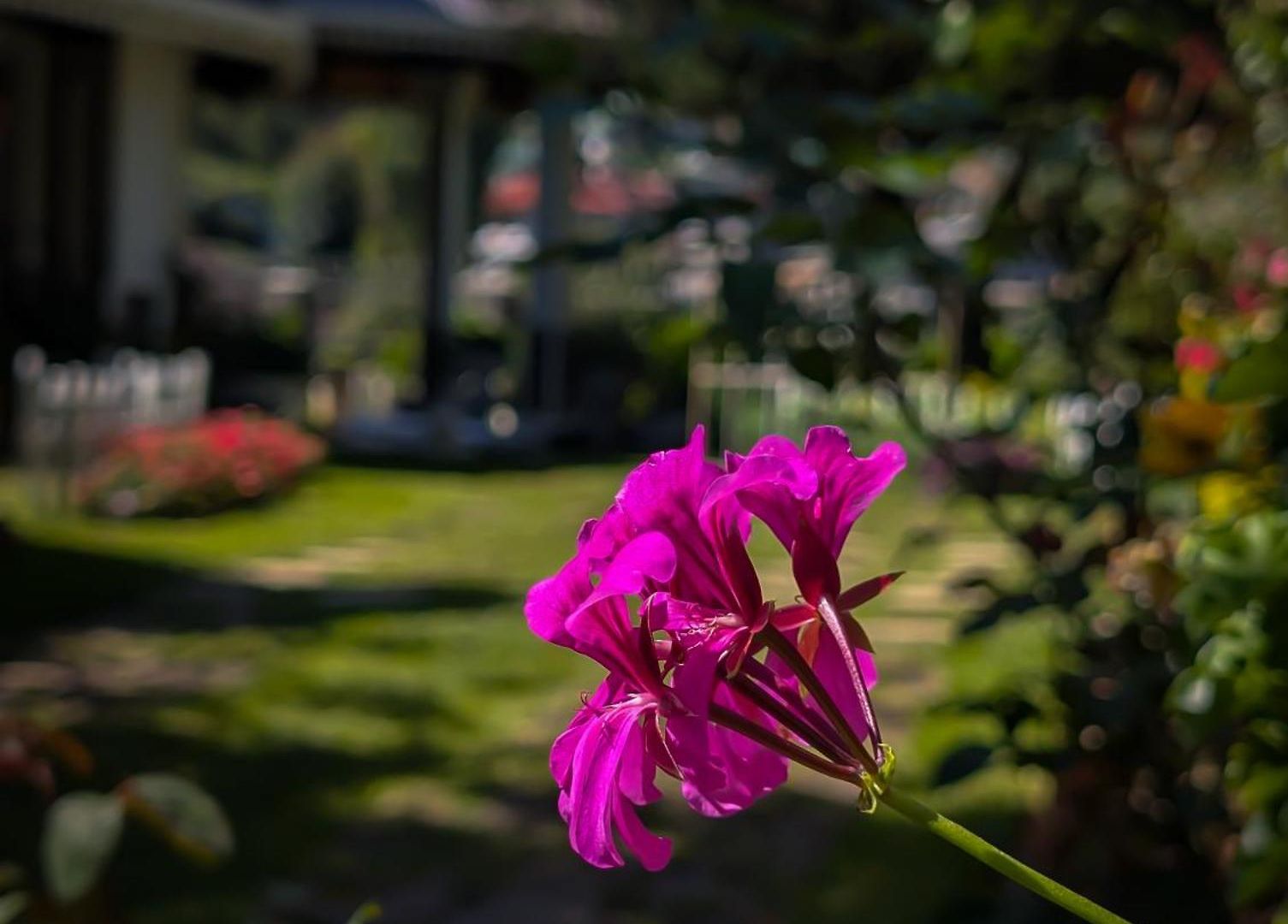 Homestay Royal Wattles Boutique