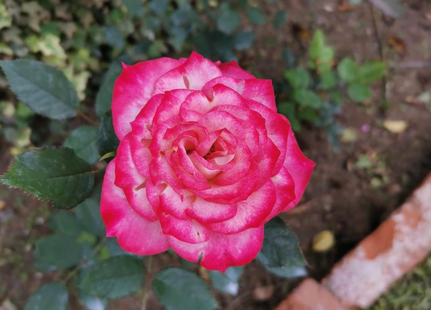 Homestay Royal Wattles Boutique