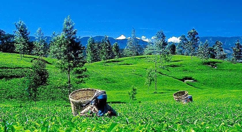 Oak Ray Summer Hill Breeze 3* Nuwara Eliya