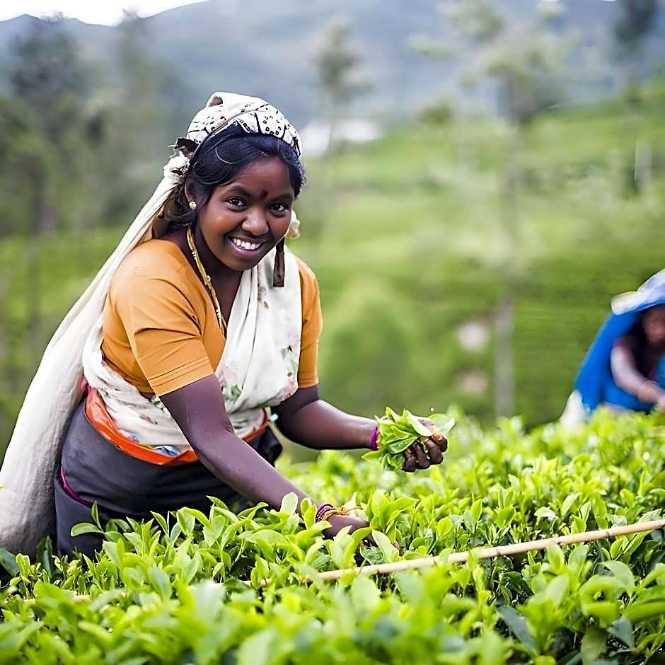 Oak Ray Summer Hill Breeze Nuwara Eliya