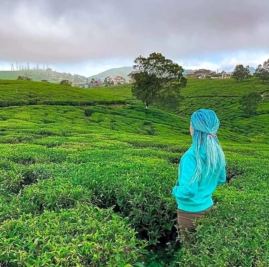 Tea Fields - Free Breakfast, Just 4km From City, Near Gregory