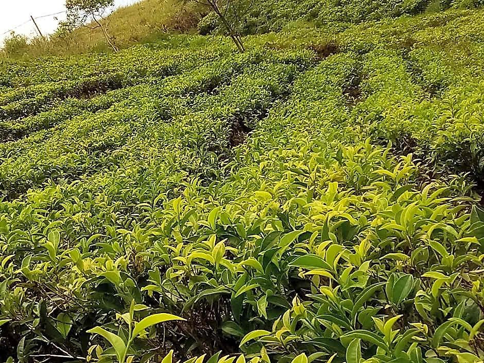 Tranquil Ridge Hilltop 3* Nuwara Eliya