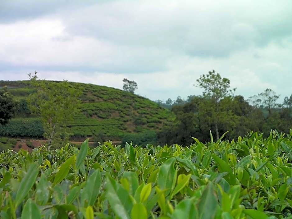 Edelweiss Country 2* Nuwara Eliya