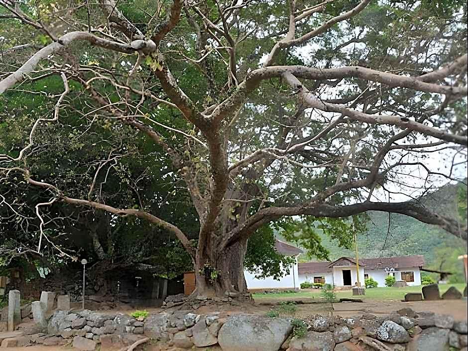 Auslink Nuwara Eliya
