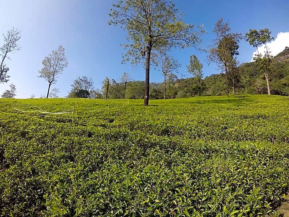 Hotel Shannon Rise Nuwara Eliya