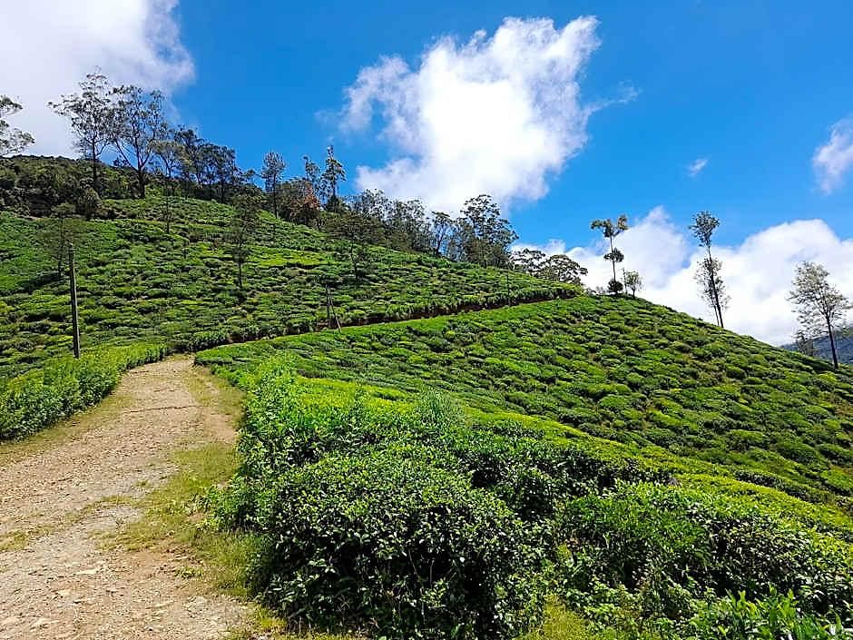 Tea Mount Forest 3* Nuwara Eliya
