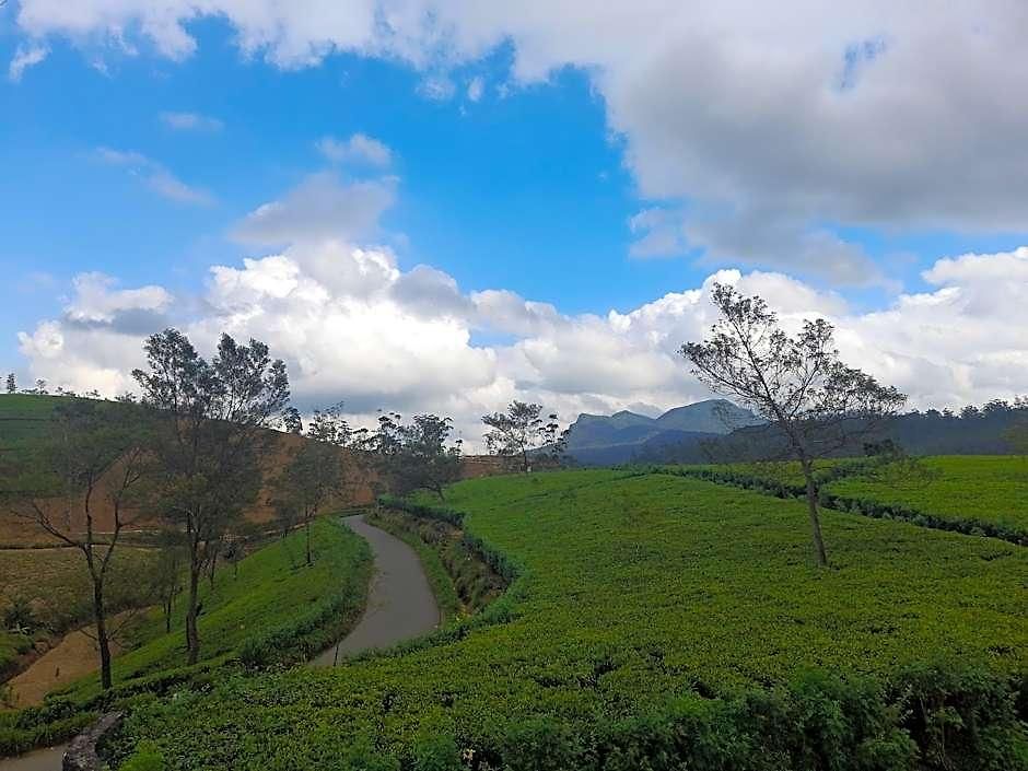 Tea Mount Forest