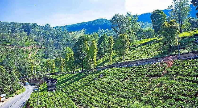 Glenloch Tea Factory Nuwara Eliya