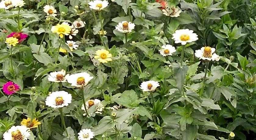 Glenfall Guest Nuwara Eliya