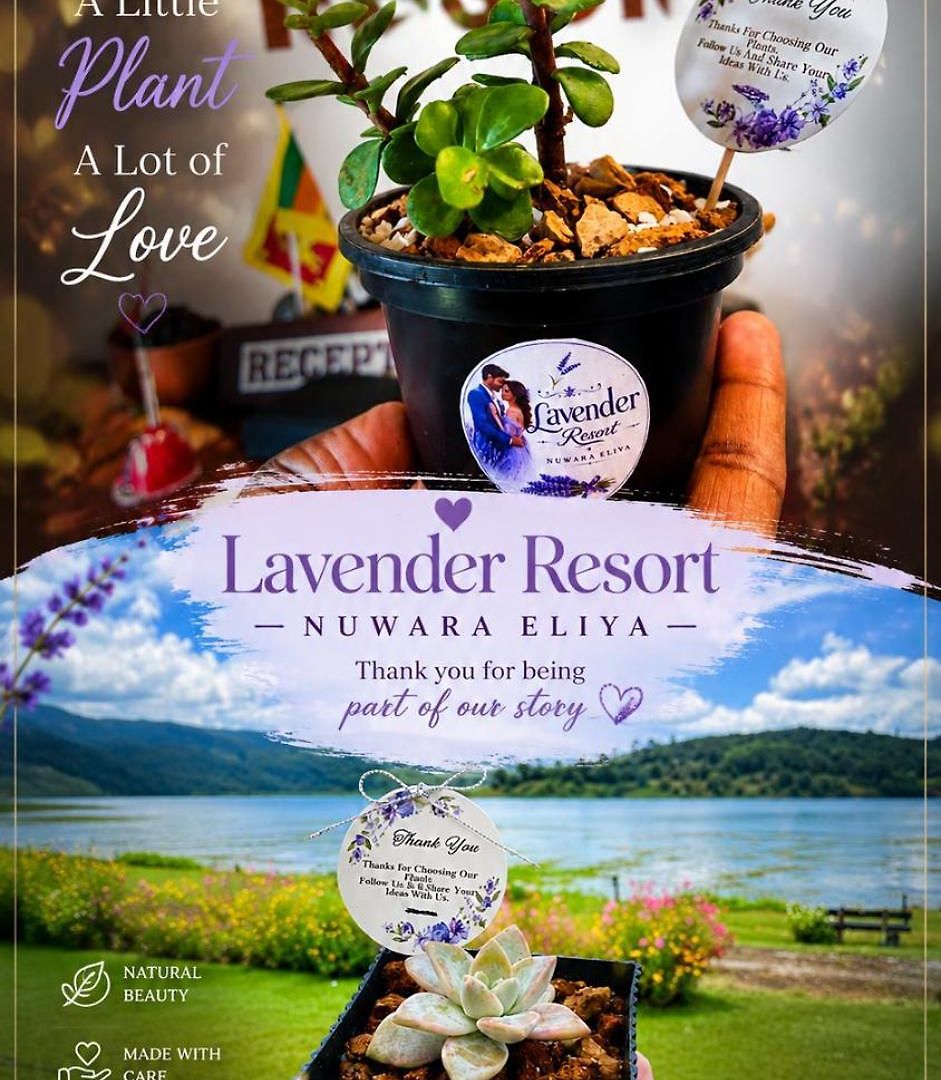 Lavender & Wood Hotel