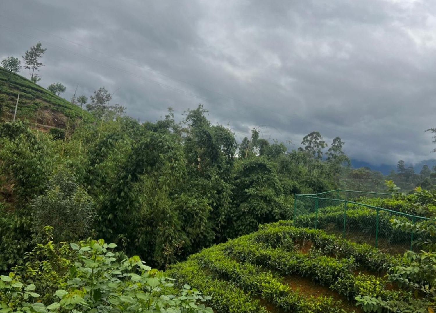 Doctor G House * Nuwara Eliya