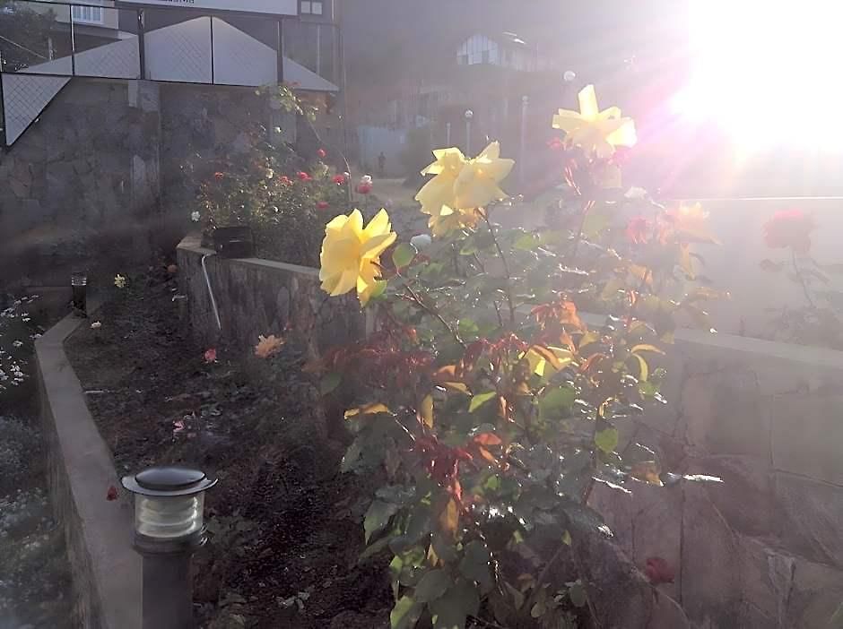 Hotel Daffodils