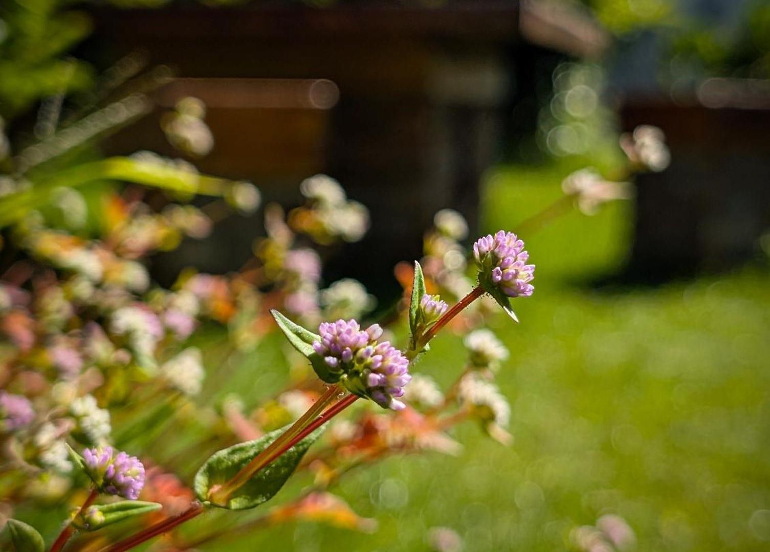 Royal Wattles Boutique Homestay *
