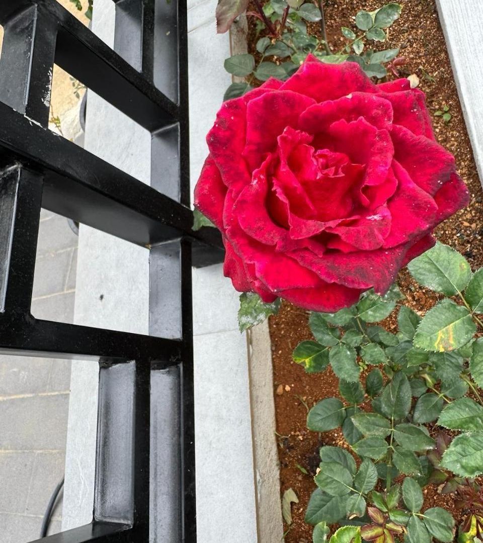 Rosen Burge Nuwaraeliya Nuwara Eliya