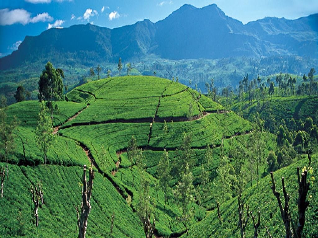 New Tour Nuwara Eliya