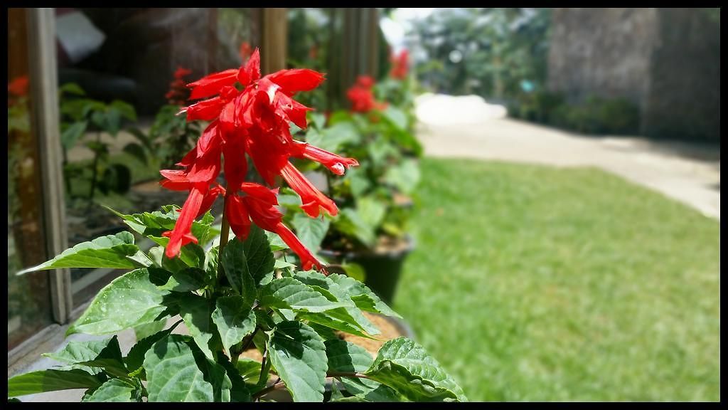Happy Holiday Nuwara Eliya