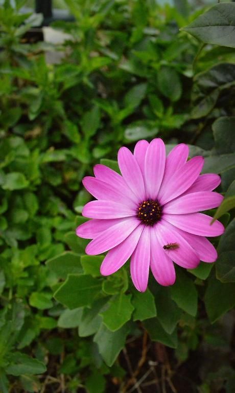 Spring Acre Villa Nuwara Eliya