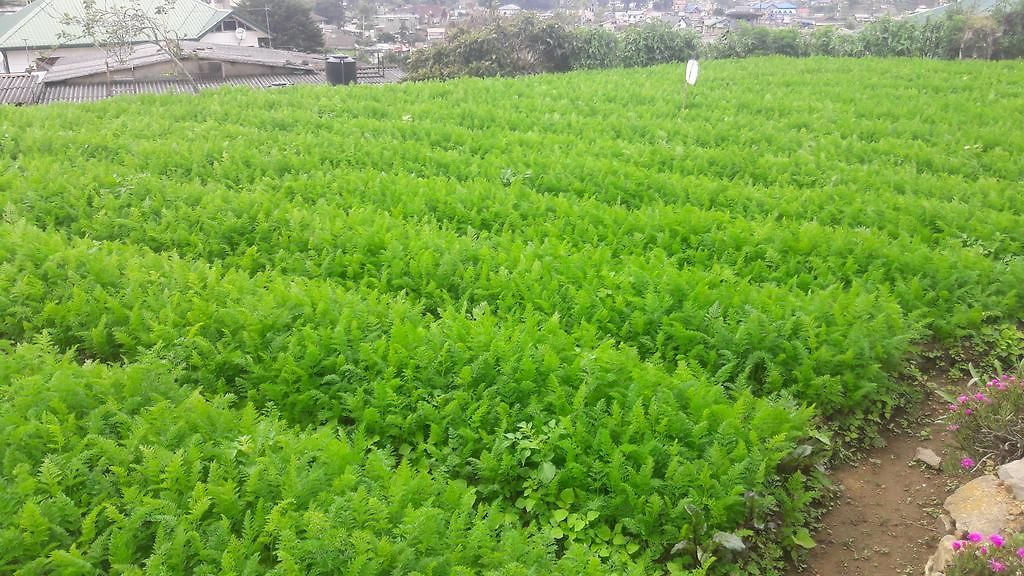 Silver Meir 3* Nuwara Eliya