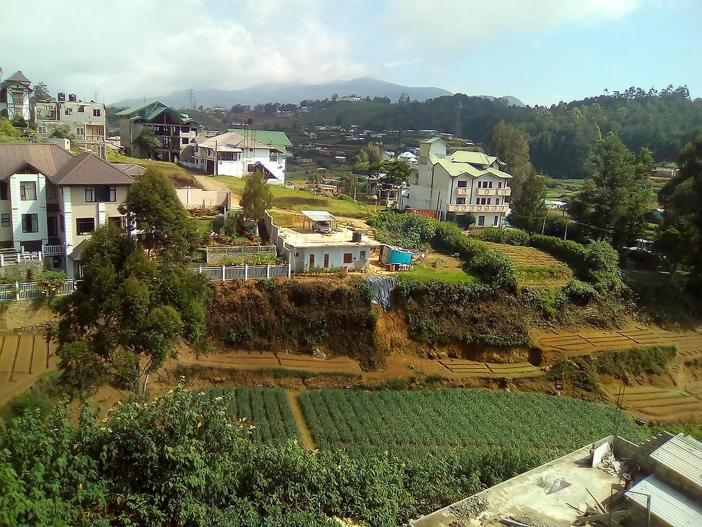 Red Rose * Nuwara Eliya