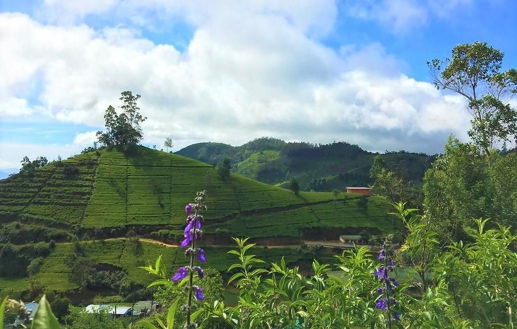 Winter Dream * Nuwara Eliya