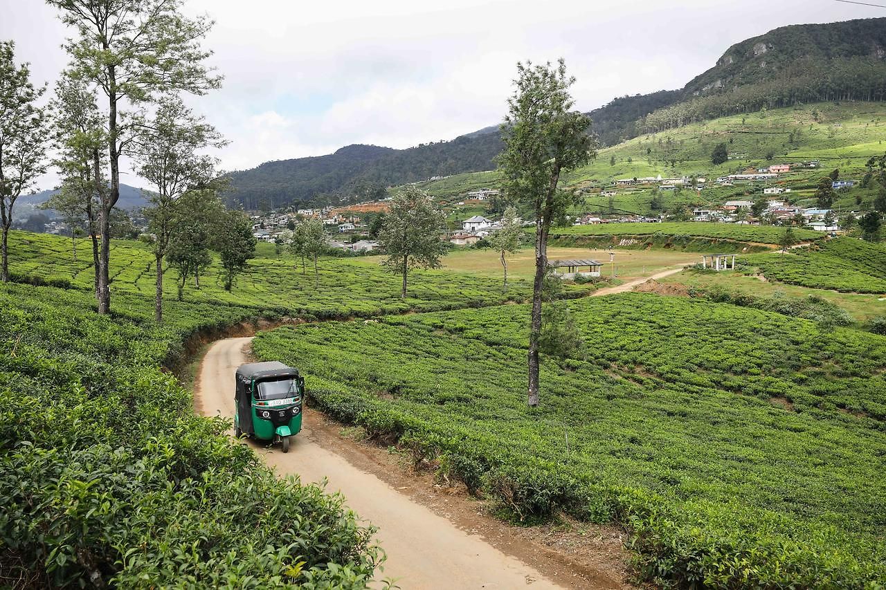 Pedro View * Nuwara Eliya