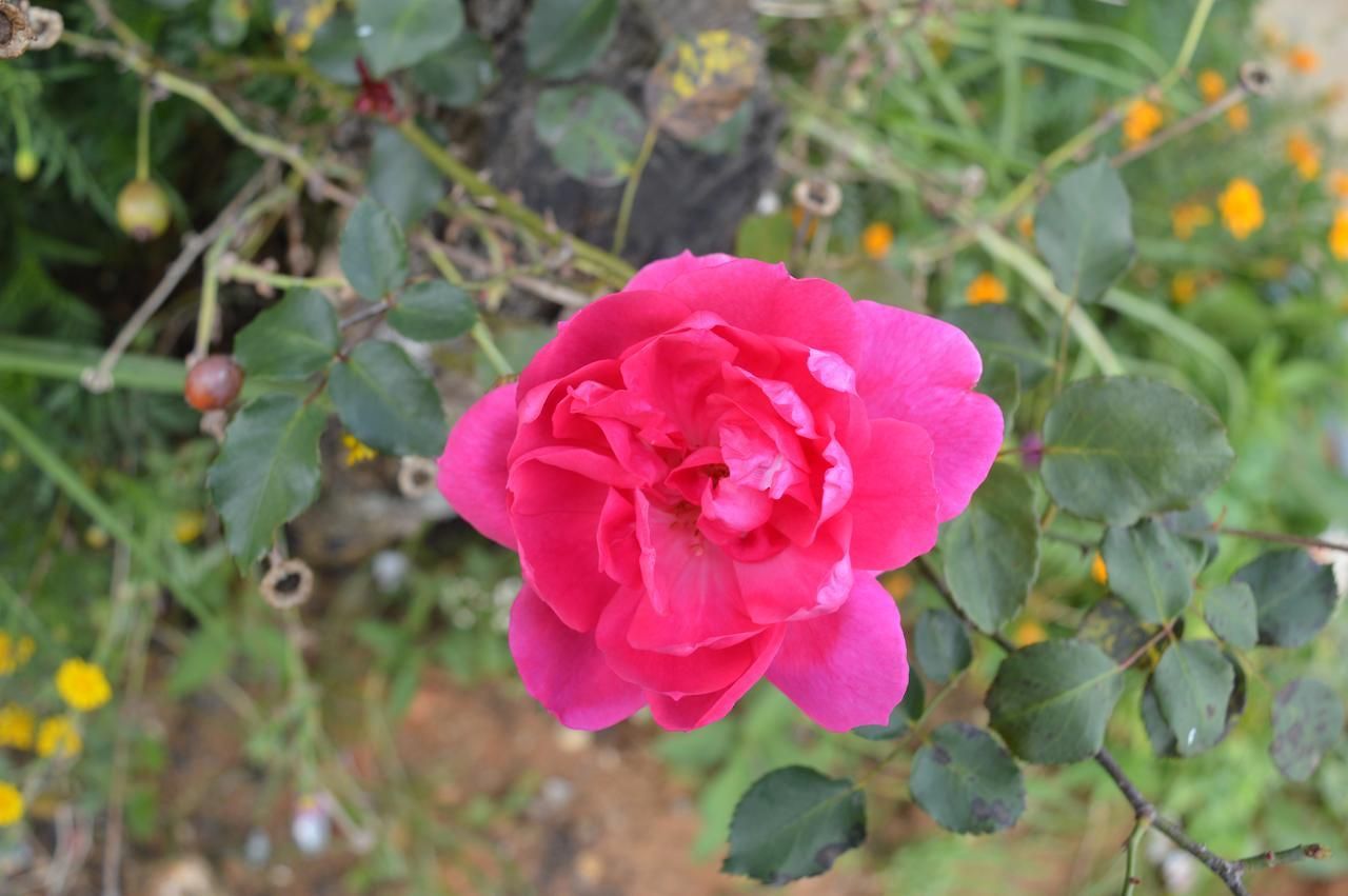 Sandella * Nuwara Eliya