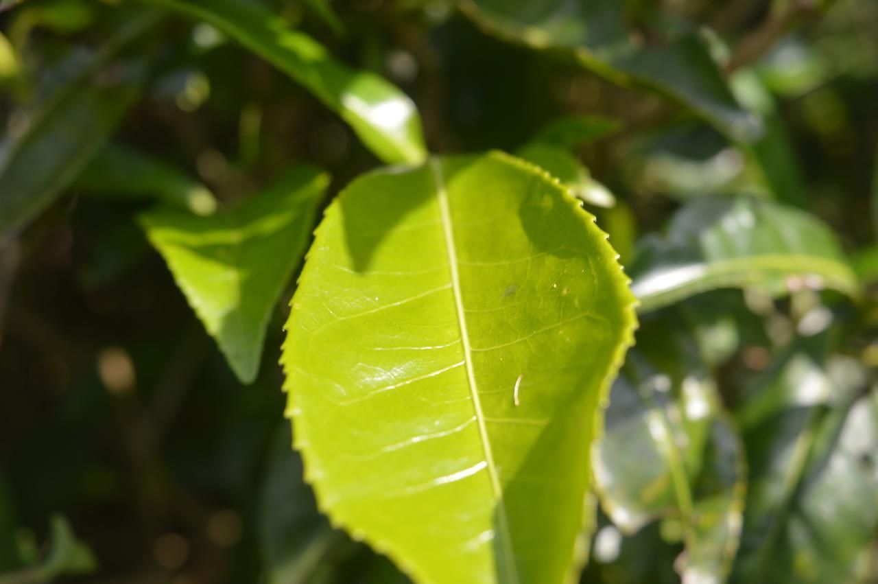 Sandella Nuwara Eliya