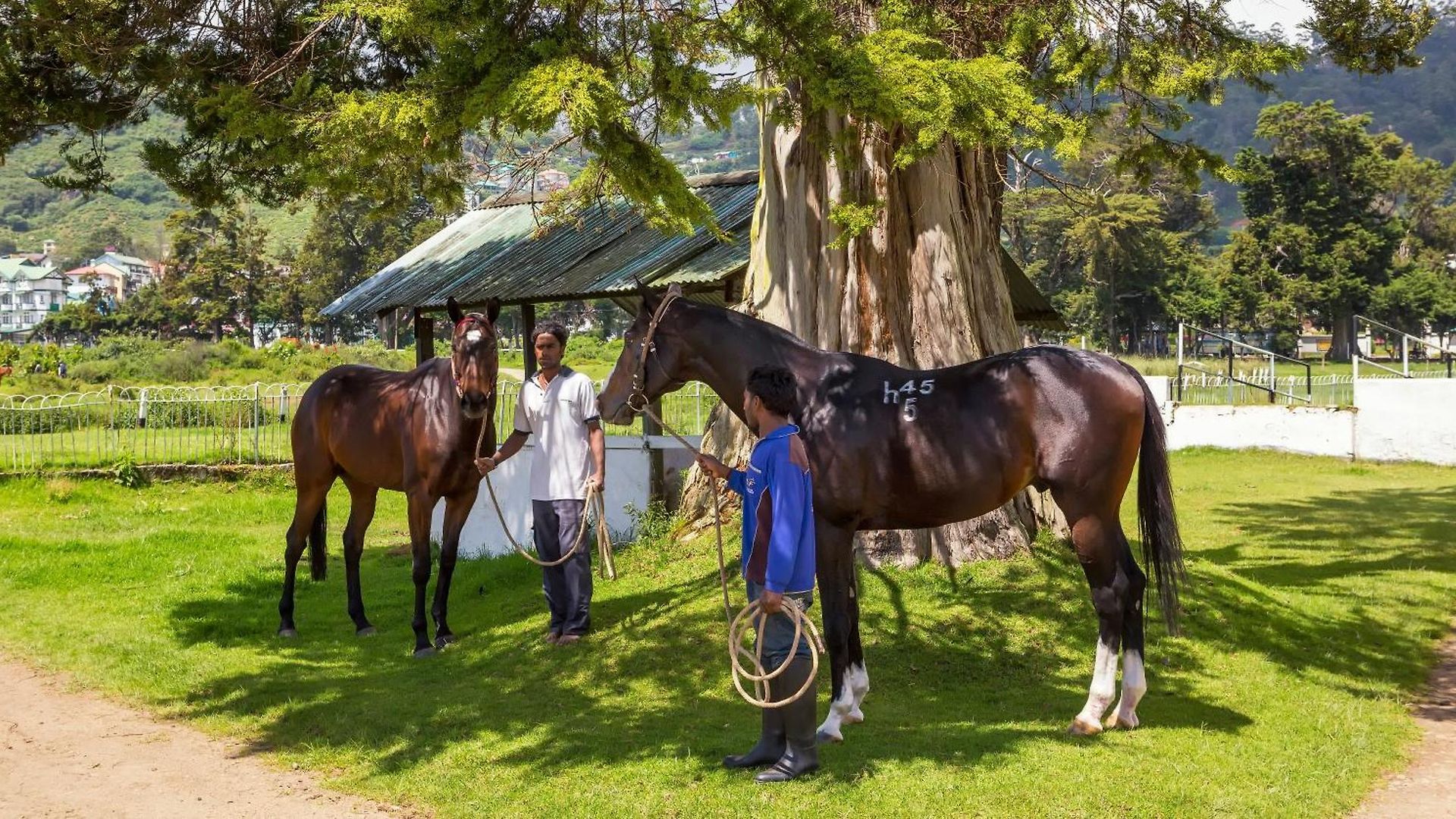 Villa Hill Rise Luxury & Stables By Edwards Collection -